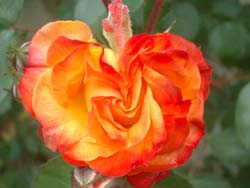 05 0521 una rosa al Castello de Sade